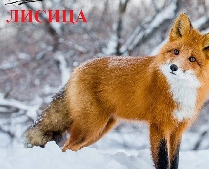 kultura_pavlovskaya_120101464_358718608605032_613125255389582130_n