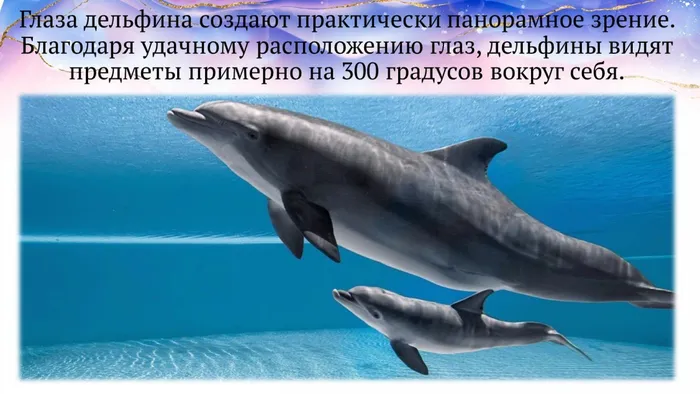 Слайд9 панорамное зрение дельфина