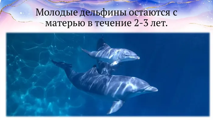 Слайд7 Молодые дельфины