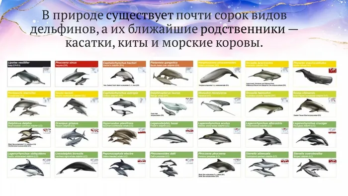 Слайд10 виды дельфинов