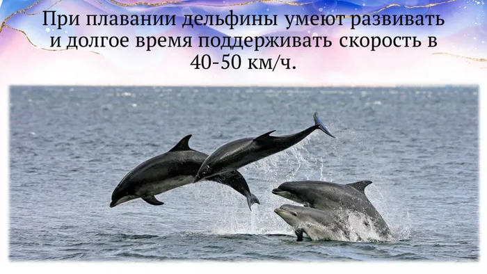 Слайд8 скорость дельфина