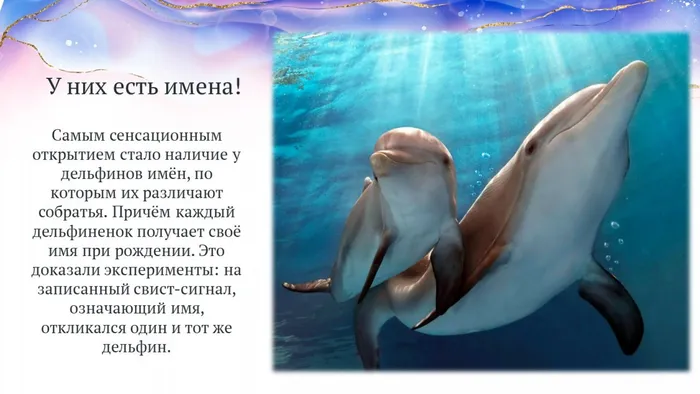 Слайд5 У них есть имена