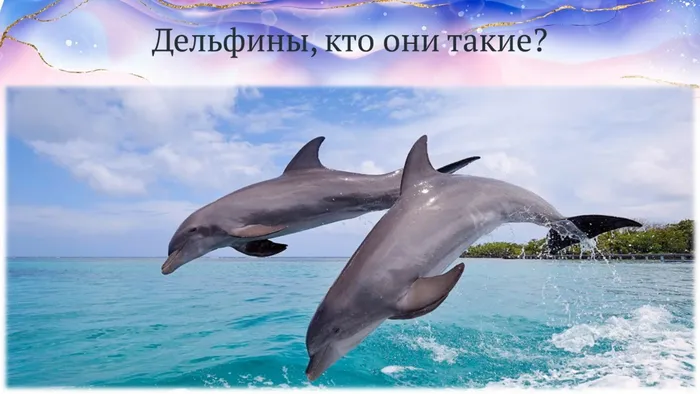 Слайд2 кто они - дельфины